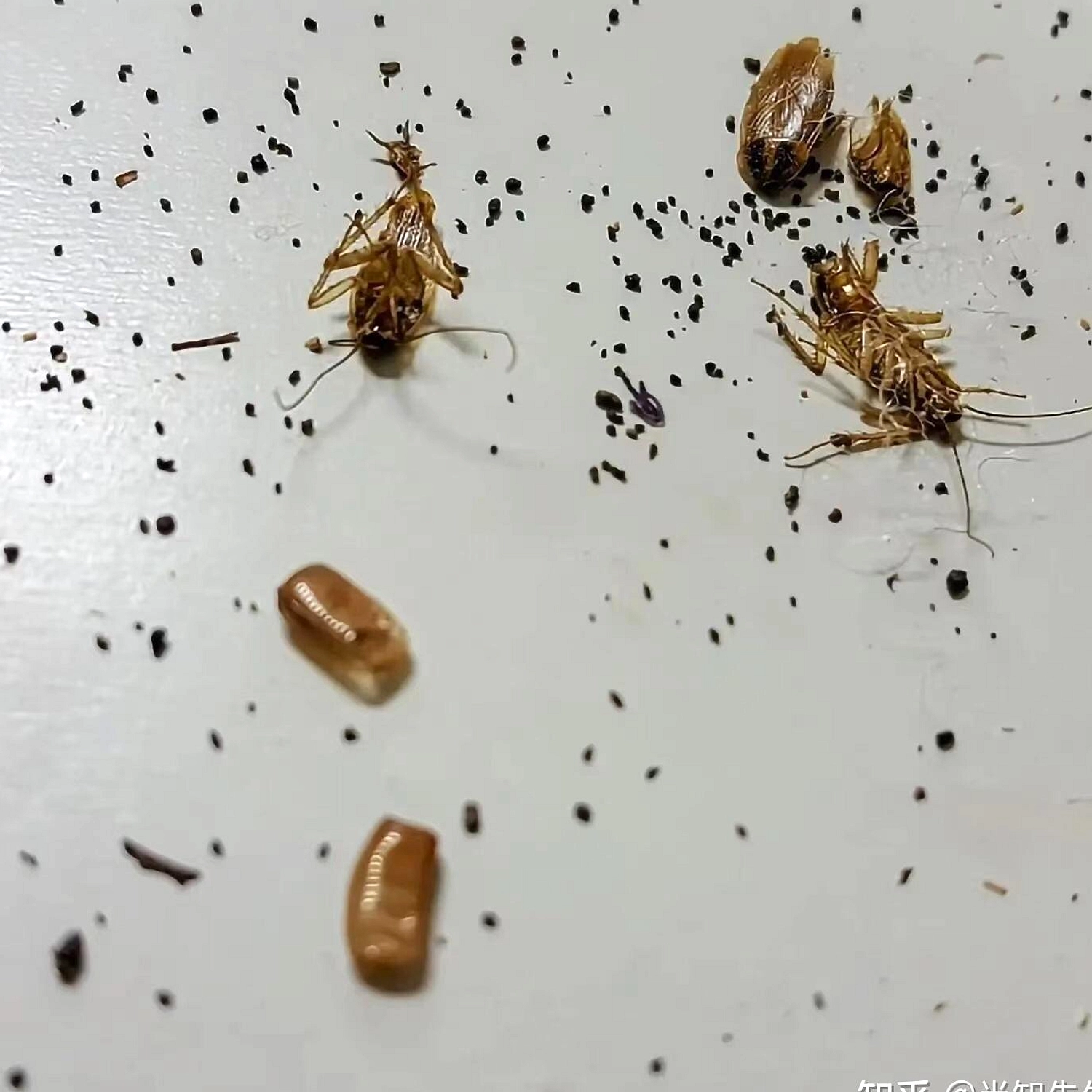 Takase Yogashi Perkenalkan Roti Rumput Laut Mekabu di Tokyo
