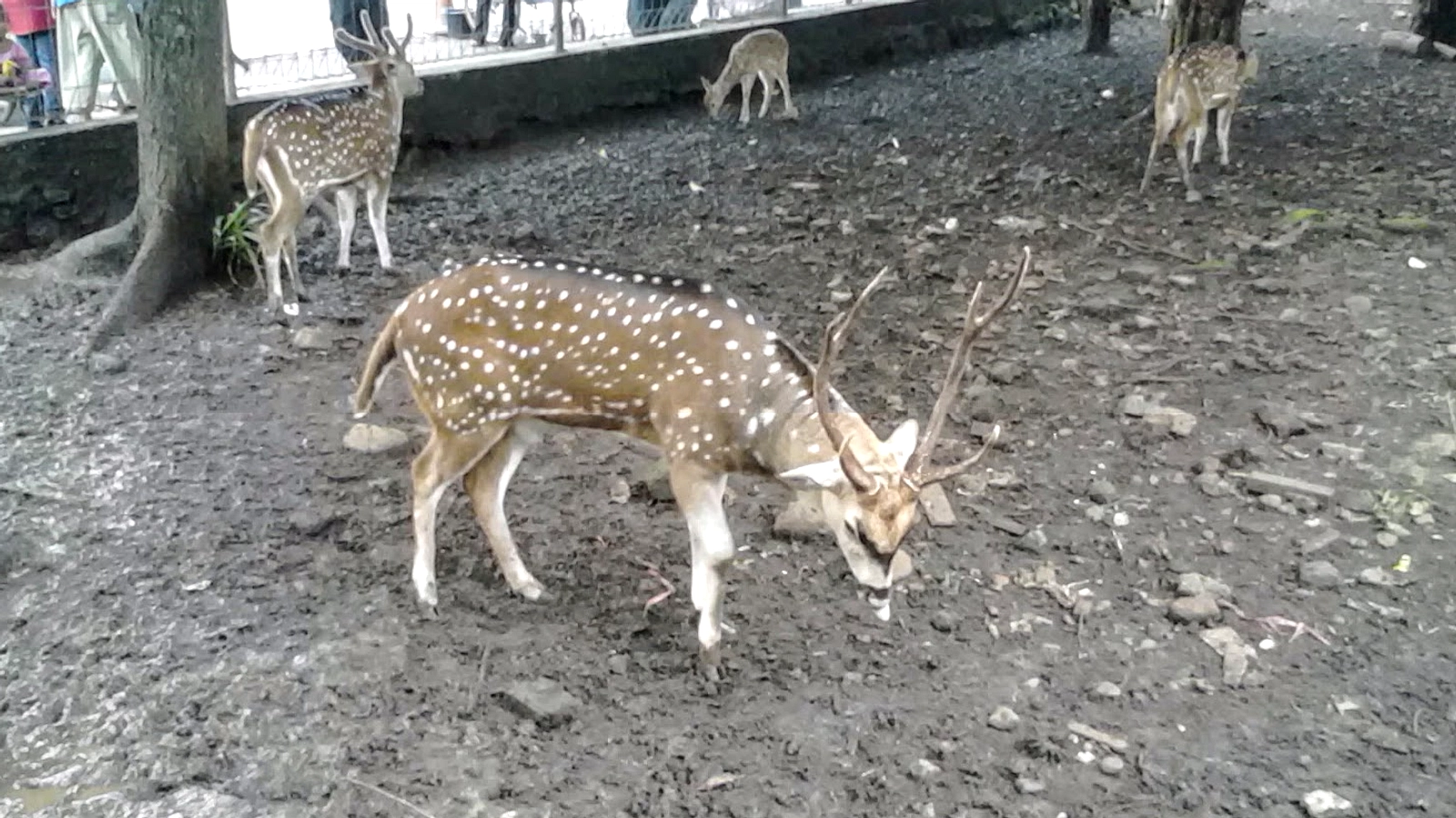 Taman Rusa Bintik Putih, Rekreasi Murah di Jakarta Timur