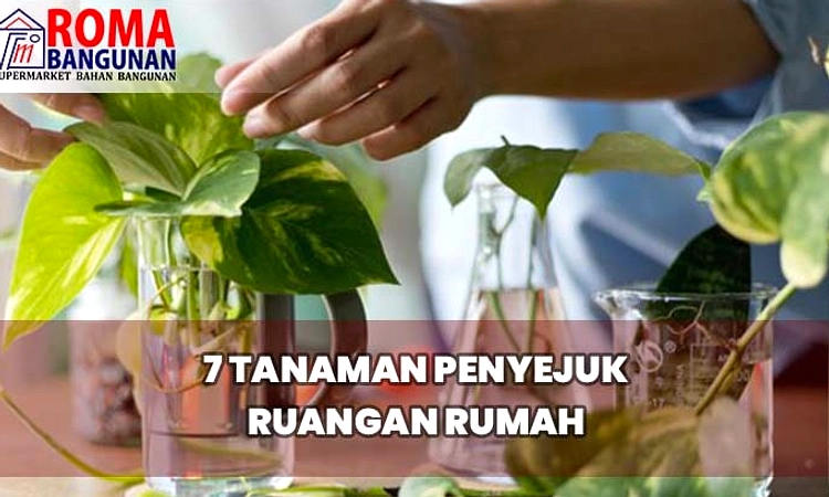 Tanaman Indoor: Sejukkan Rumah Tanpa AC dengan Hijau