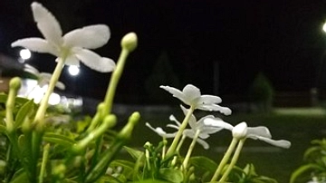 Tanaman Sederhana Bandung Cegah Ular di Pekarangan