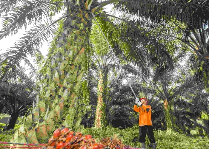TAPG Turun 8,1% Laba, DSNG Naik 16,9% di Q1 2026 Sawit
