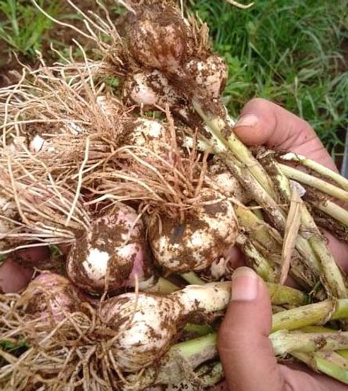Target Swasembada Bawang Putih 4 Tahun, 90% Impor Indonesia