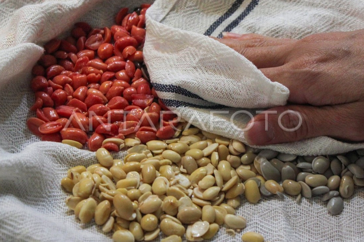 Tempe: Protein Nabati Efisien dan Bergizi di Indonesia