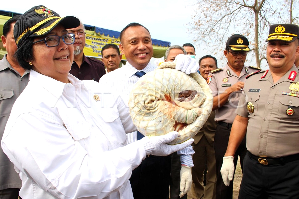 Tersangka jual trenggiling dilindungi di Tasikmalaya ditangkap