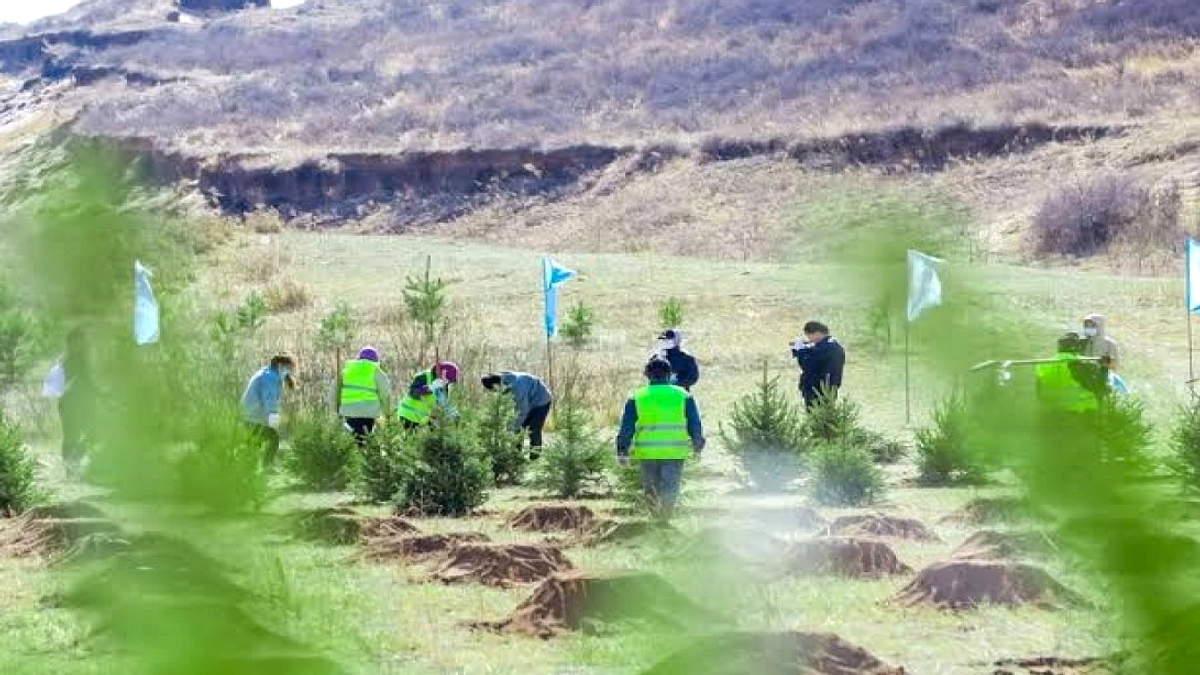 Tiga Utara: Penanaman Pohon Menangkal Gurun, Menyerap Karbon