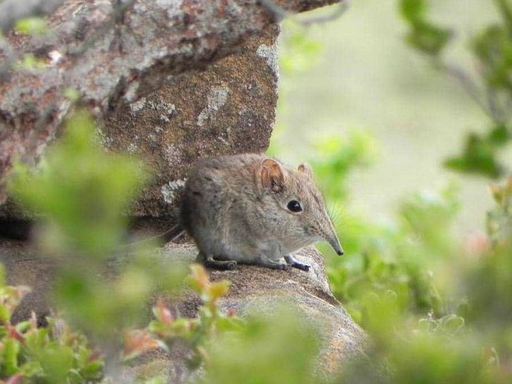 Tikus Berjambul Afrika: Pengerat Beracun Terunik di Dunia