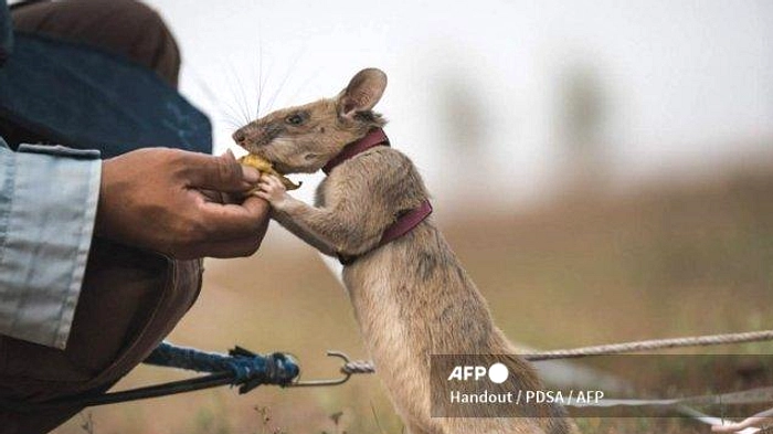 Tikus Magawa Diberi Medali Emas, Pahlawan Kecil Kamboja