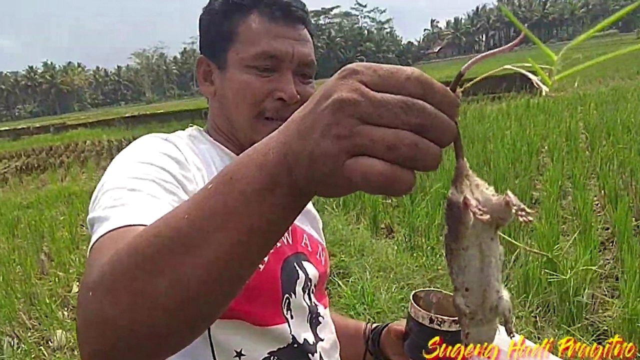 Tikus Merusak Tanaman Jagung, Padi, dan Cabai di Lumajang