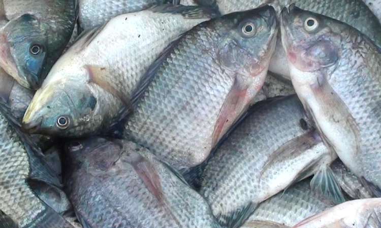 Tilapia Indonesia Menjadi Komoditas Eksport Utama Global