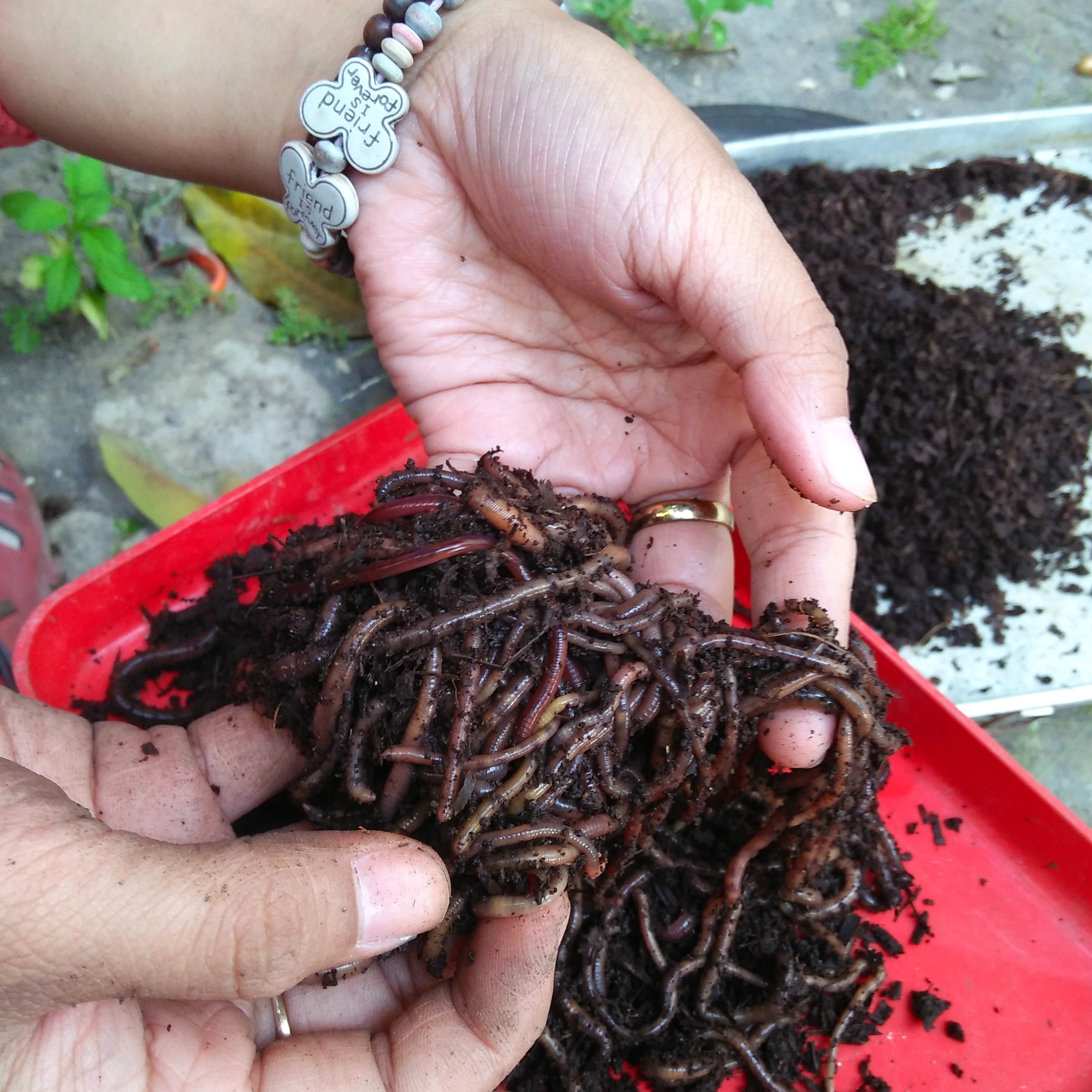 TPS3R Gelgel Raup Cuan dari Kotoran Cacing