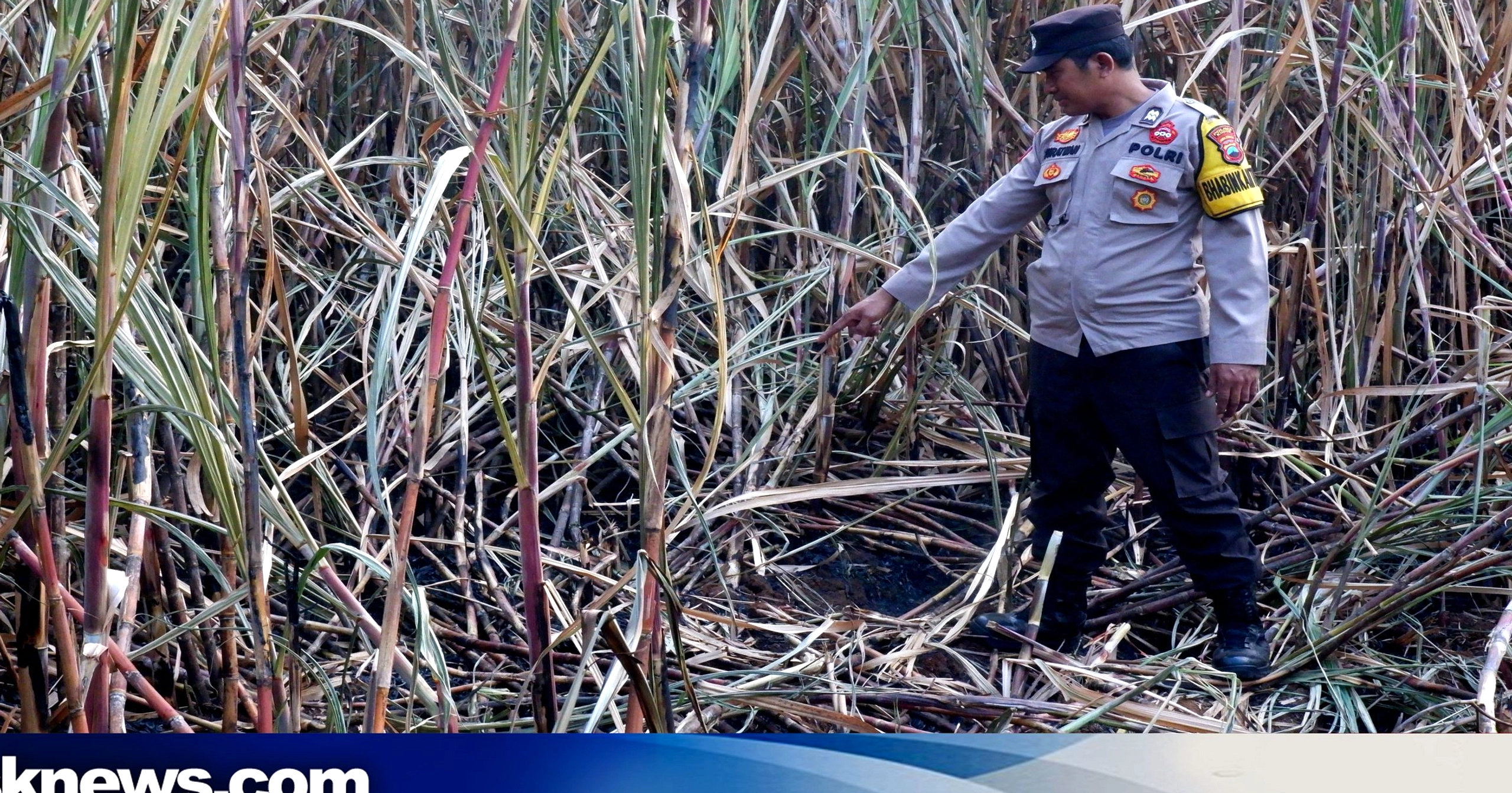 Tragedi Pembakaran Tebu: Petani Meninggal di Wedarijaksa