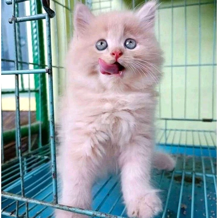 Tren Nama Kucing Berbasis Warna, 370+ Ide Unik Popular