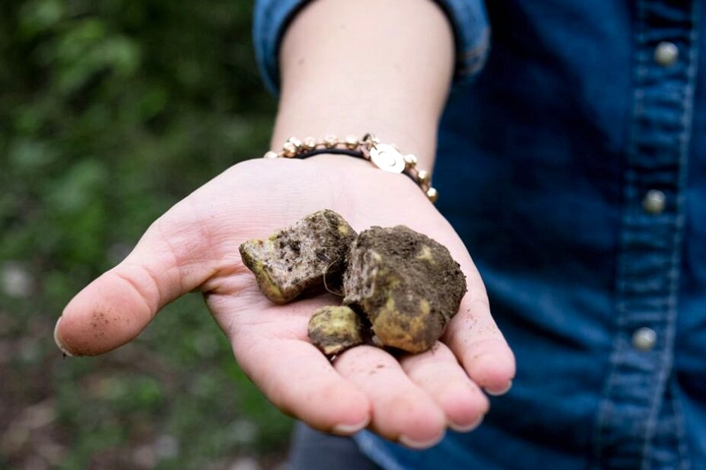 Truffle: Aroma Unik dan Perbedaan White vs Black di Selera Kuliner
