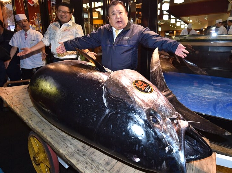 Tuna Sirip Biru Rekor: Rp55 Miliar Beli di Lelang Tokyo 2026