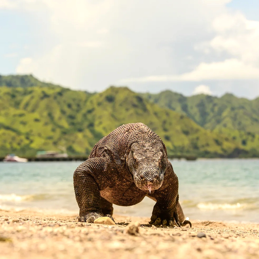 Tur Komodo Lombok: Kenali 5 Fakta Penting Satwa Raksasa