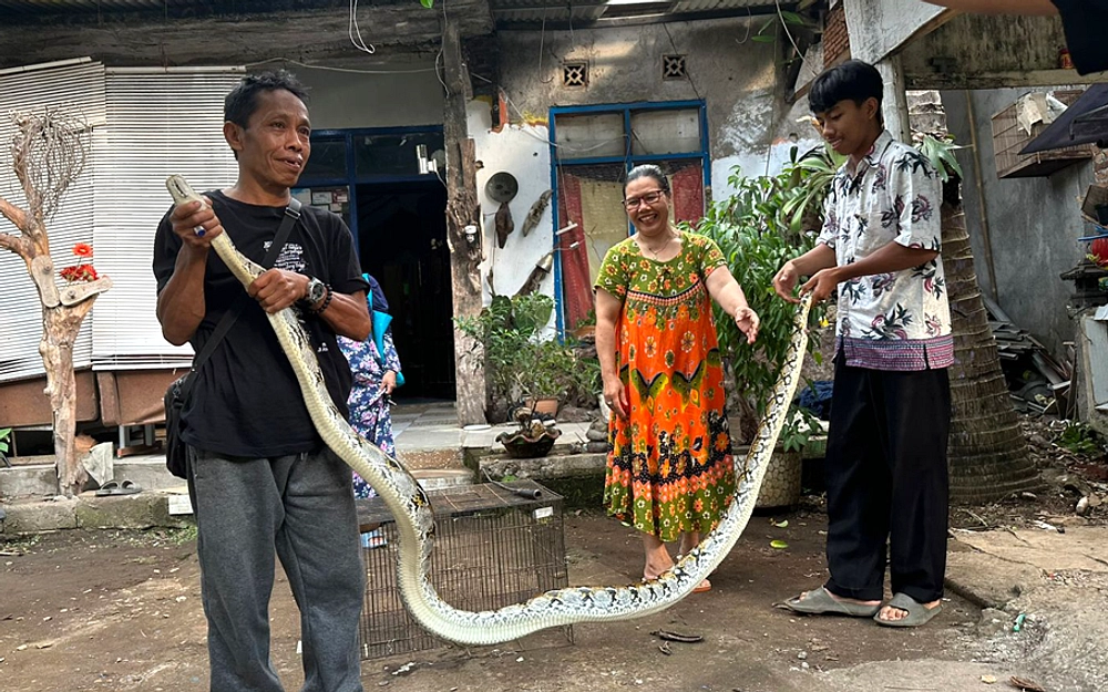 Ular 4 Meter Masuk Rumah, Ditangkap di Polsek Kencong