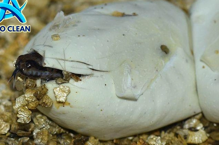 Ular Betina Ini Bisa Berkembang Biak Tanpa Kawin