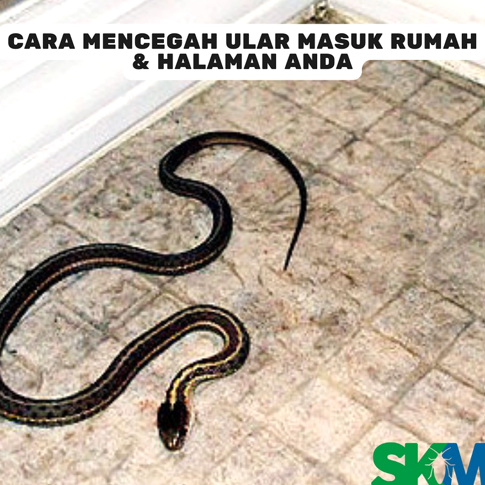 Ular Masuk Rumah: Penyebab & Cara Sederhana Menangkal