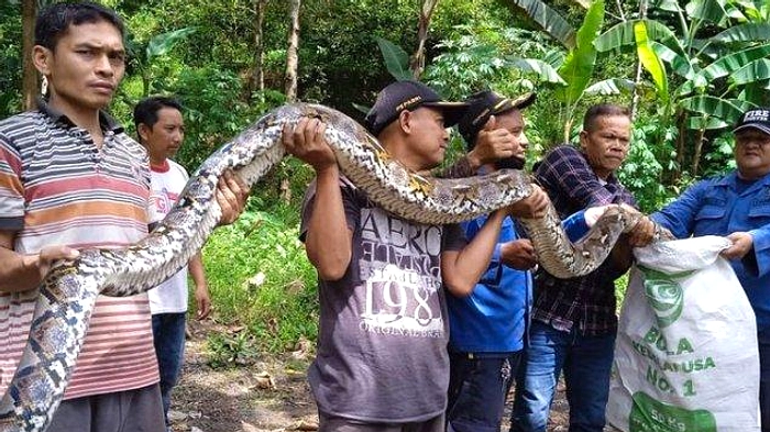 Ular Muncul di Rumah: Ancaman di Kamar Mandi Saat Hujan