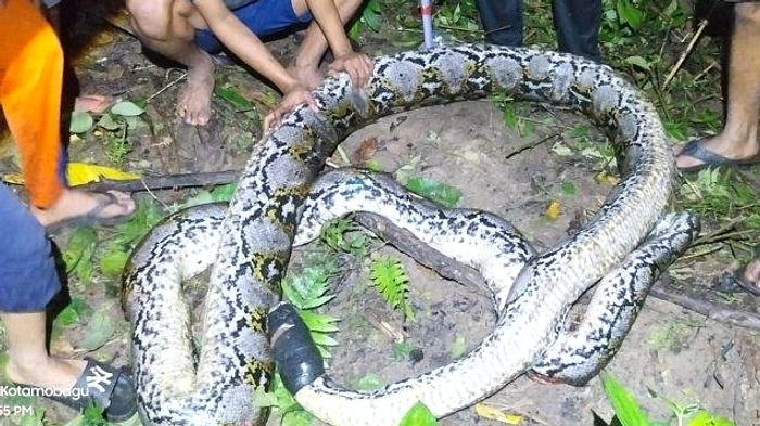 Ular Piton 3 Meter Diamankan di Kandang Ayam Klaten