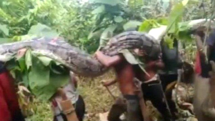 Ular Piton 6 Meter Menyerang Kandang Kambing di Konawe