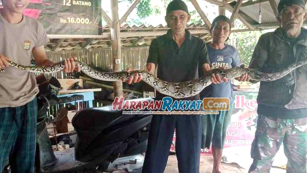 Ular Sanca 2 Meter Gemparkan Kos di Ciamis