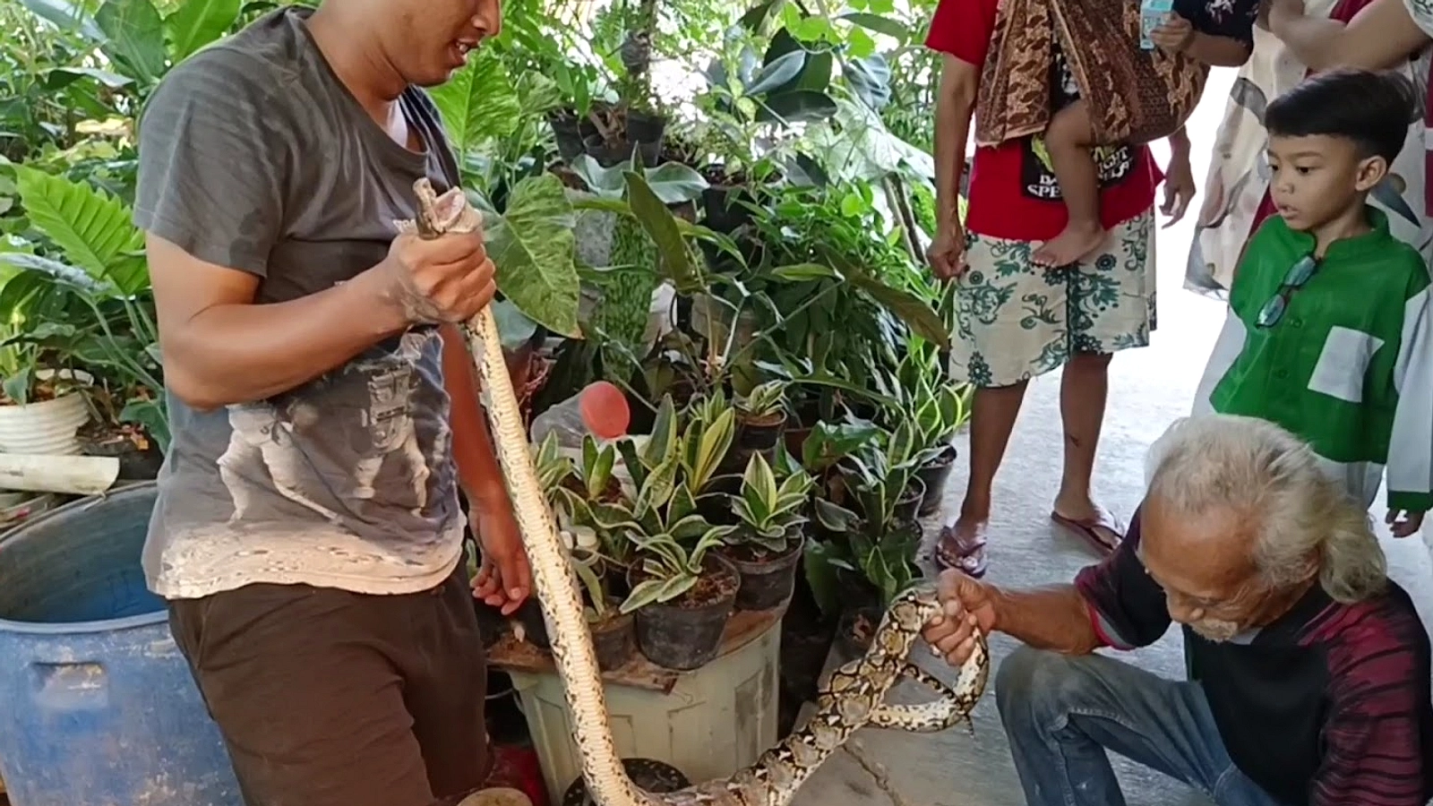 Ular Sanca 2 Meter Muncul di Lobi Hotel Palembang, Keamanan