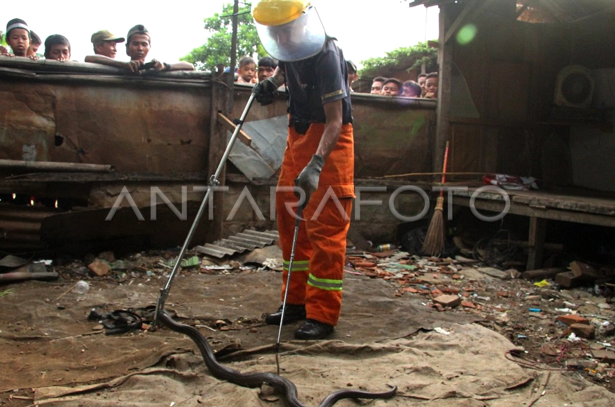 Ular Serang Permukiman Jawa Barat, Warga Khawatir