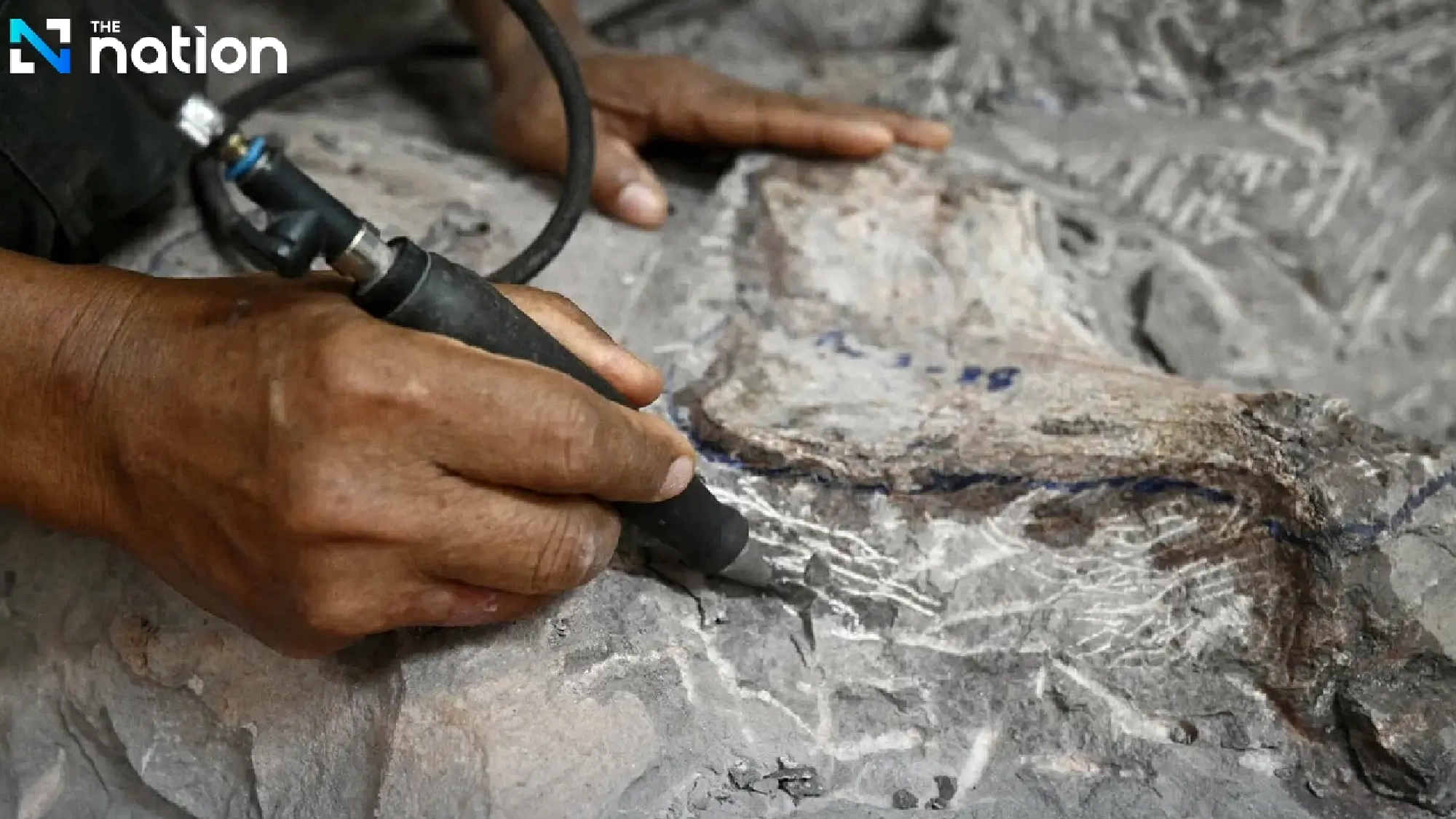 Uragasaurus kalasinensis, Dinosaurus Berleher Super Panjang dari Thailand