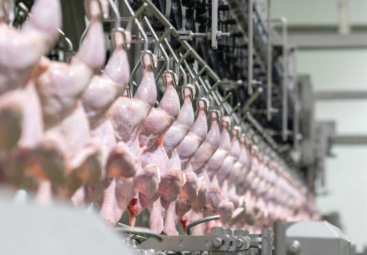 Vaksindo Ekspor Vaksin Unggas ke Afrika