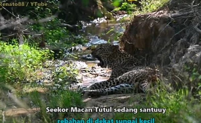 Video Macan di Hutan Raden Soerjo Keaslian Dipertanyakan