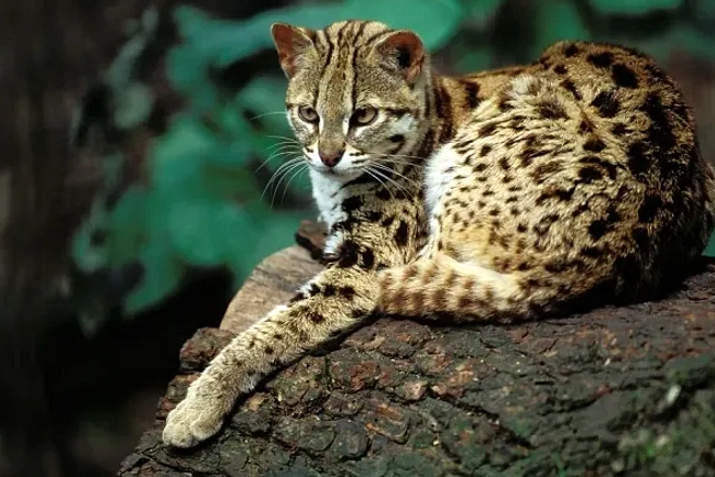 Video Viral Macan di Hutan Cangar Menimbulkan Perdebatan