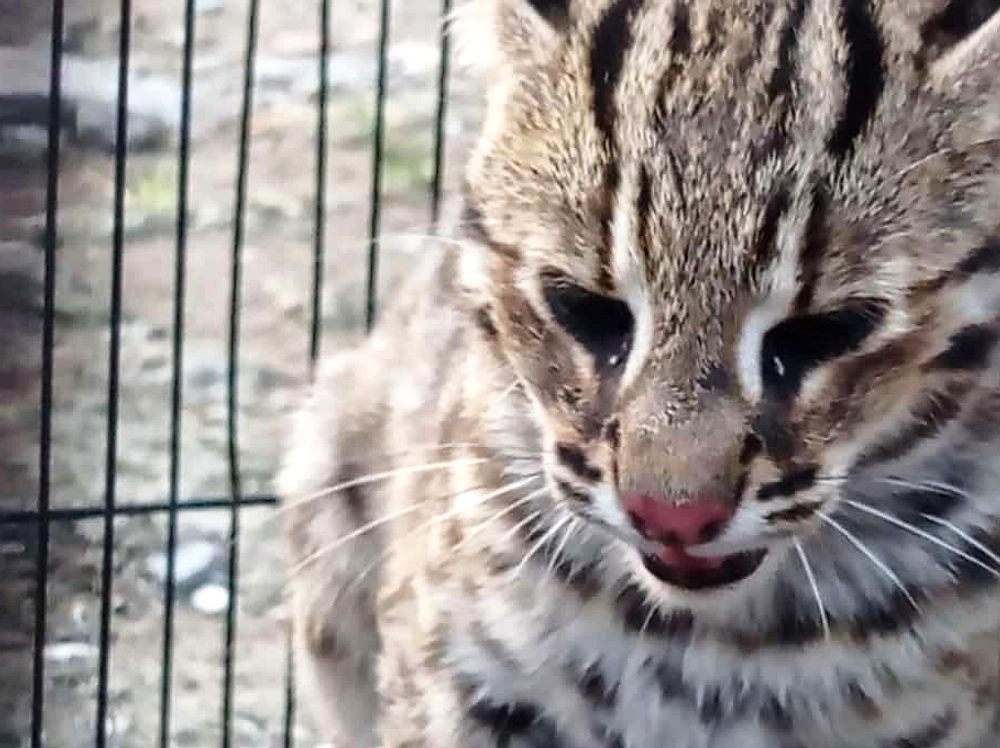 Warga Banjar Meninggal Setelah Gigitan Kucing Liar