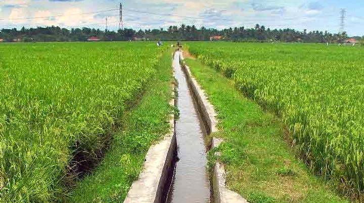 Warga Cilenga Bangun Saluran Air, Lahan Tidur 8.000 m² Jadi Lumbung Pangan