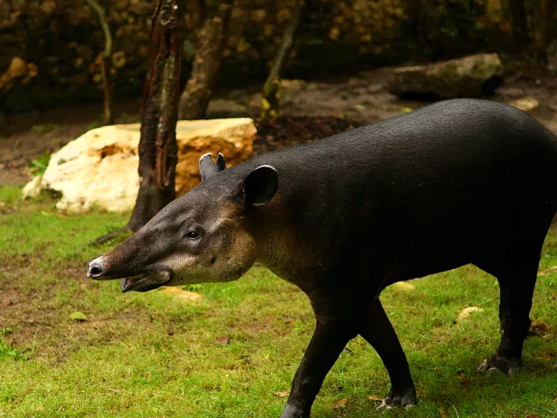 Warga Mesuji Tangkap-Sembelih Tapir, Satwa Langka Disangka Babi