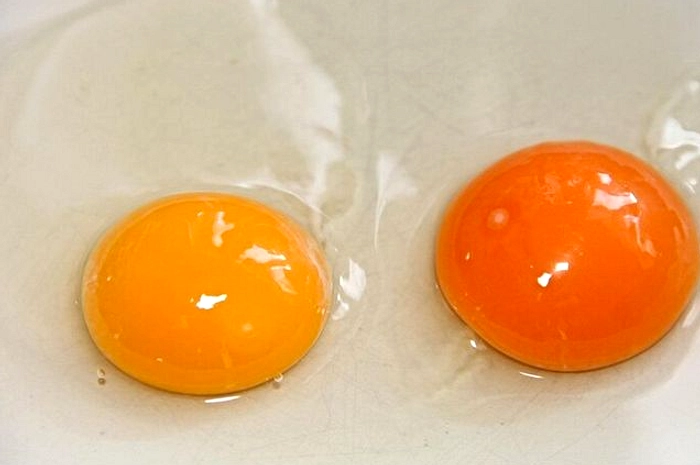 Warna Kuning Telur Beda, Arti dan Artinya Beda