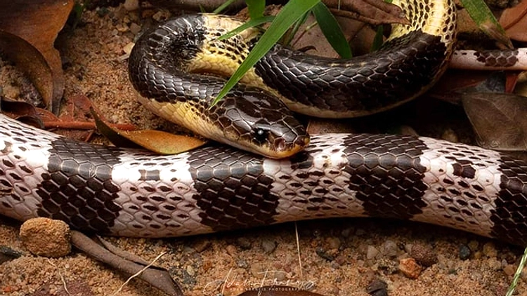 Waspada Ular Weling: Gigitan Berpotensi Fatal Di Pesisir