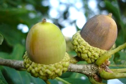 White Truffle vs Black Truffle: Rasa, Aroma, dan Harga