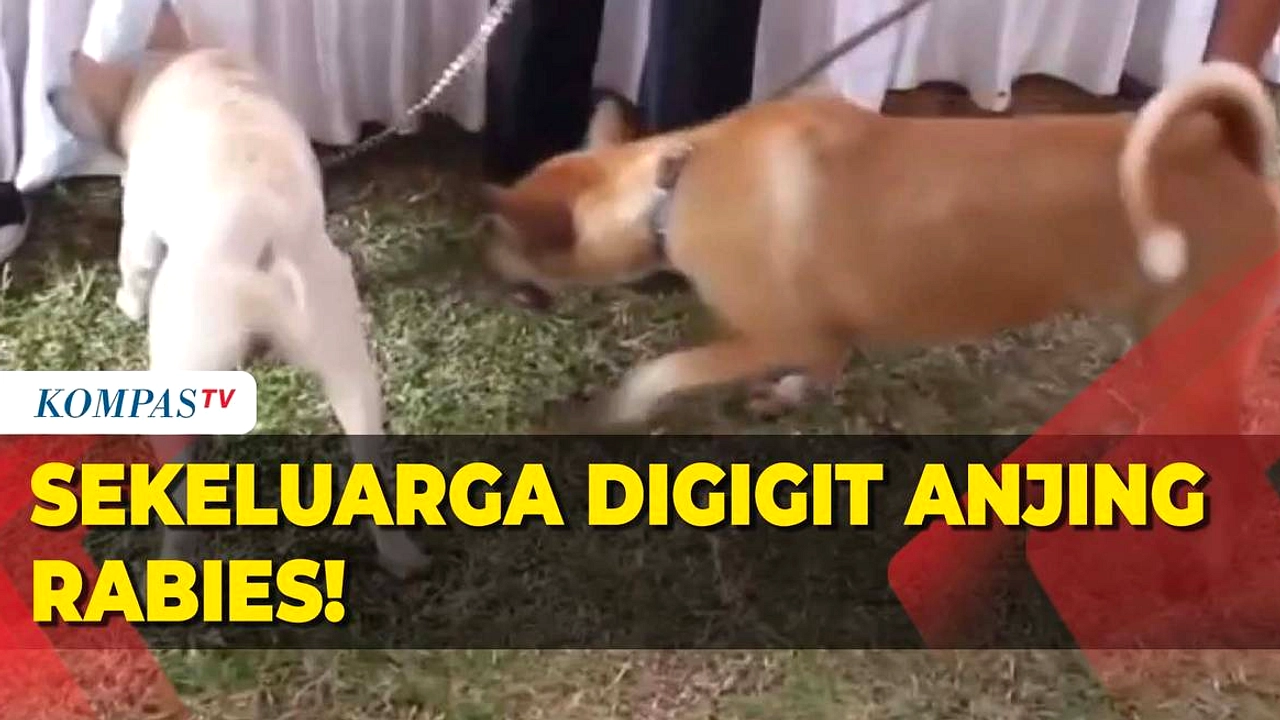 Wisatawan China Digigit Anjing di Bali, Diduga Rabies