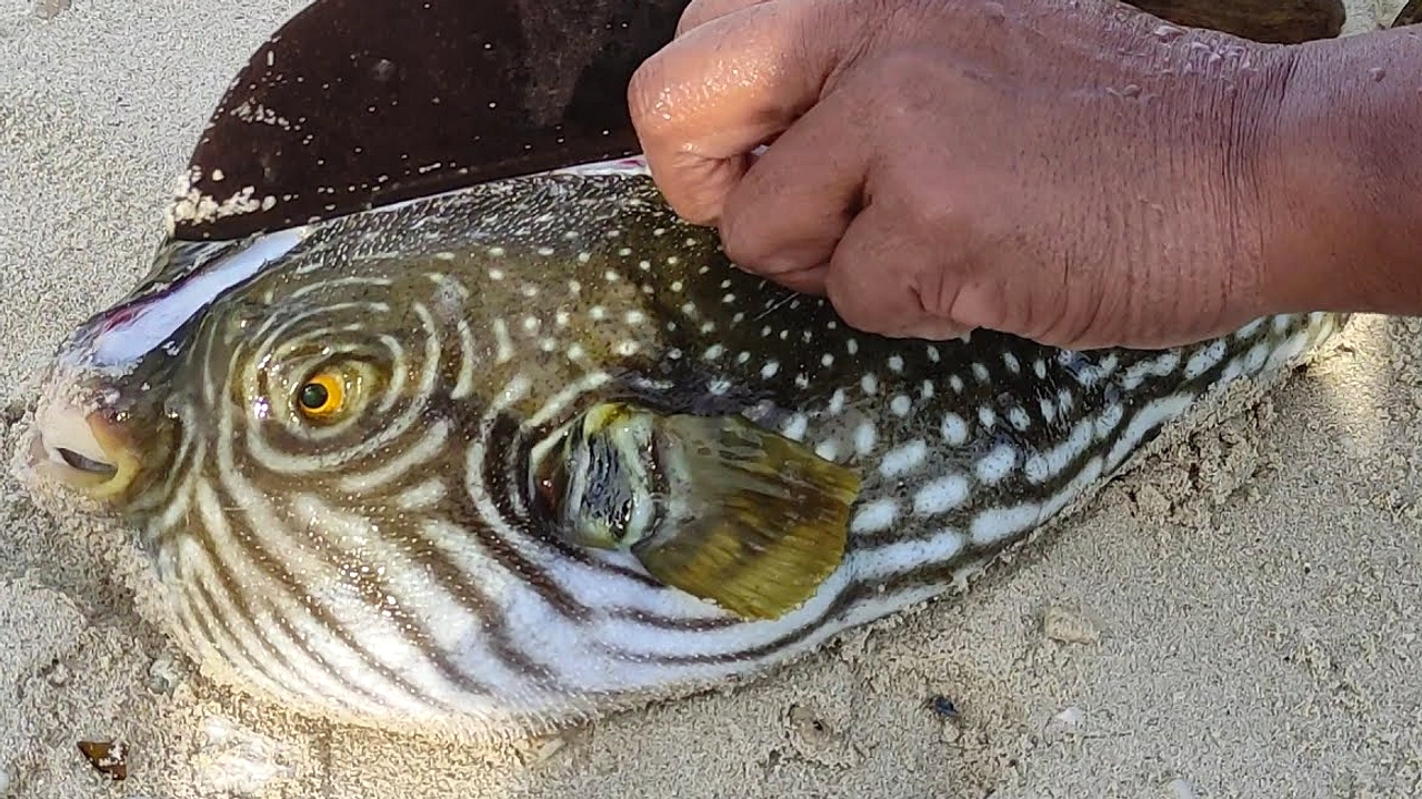 Yunani Bayar Nelayan Rp 90 Ribu Per Kg Ikan Buntal Beracun